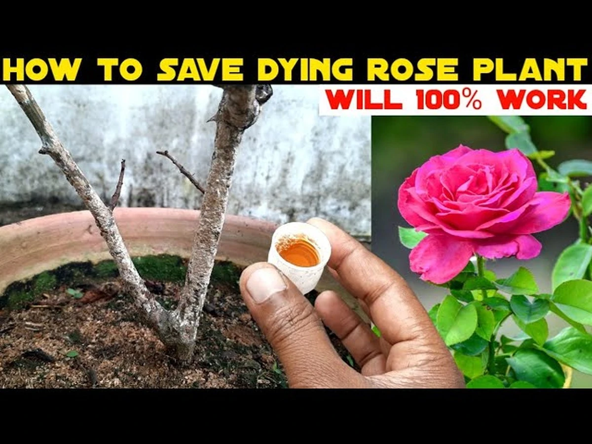 Mein Rosenbusch war tot, dachte ich – dieser Frühlingsschritt veränderte alles - image 2