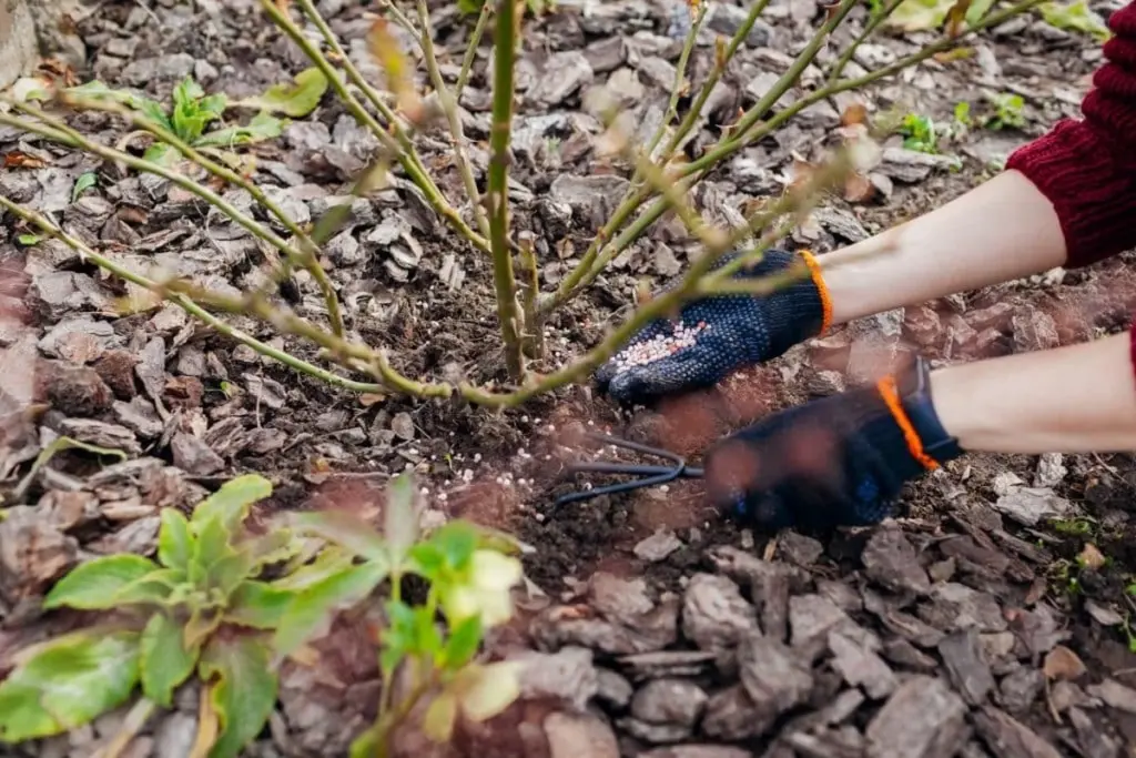 Mein vermeintlich toter Rosenstrauch: Dieser Handgriff im Frühling erweckte ihn innerhalb weniger Tage zu neuem Leben