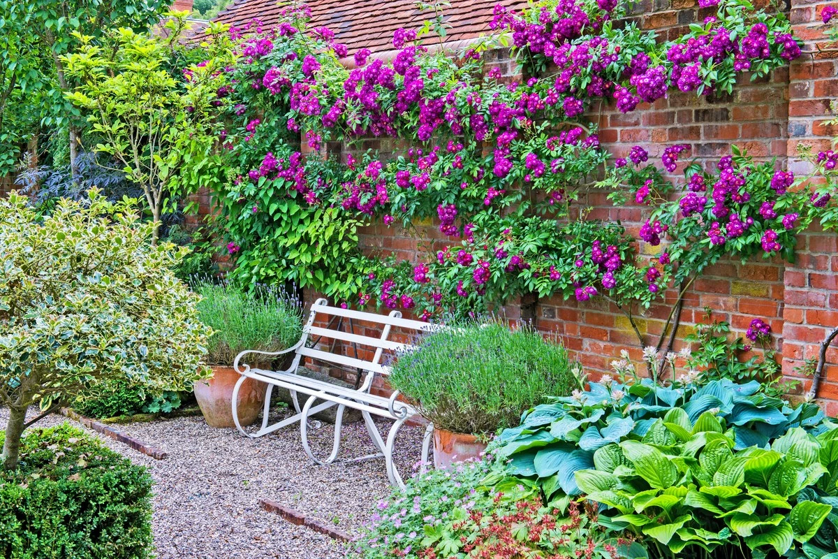 Mieux que le bambou : ces grimpantes à planter en mars dressent un mur végétal dès l'été (et n'ont quasi pas besoin d'arrosage) - image 1