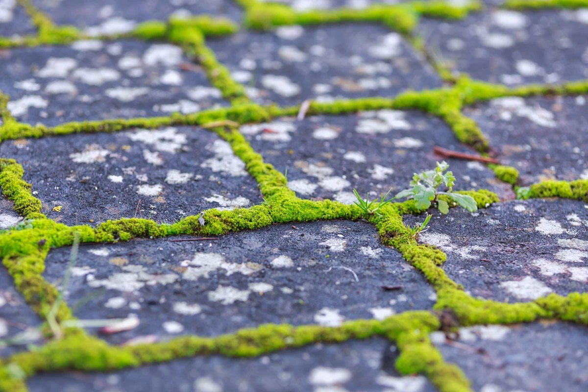 Moosfreie Terrasse und Einfahrt: Hausmittel statt Chemie – So sparst du richtig - image 1