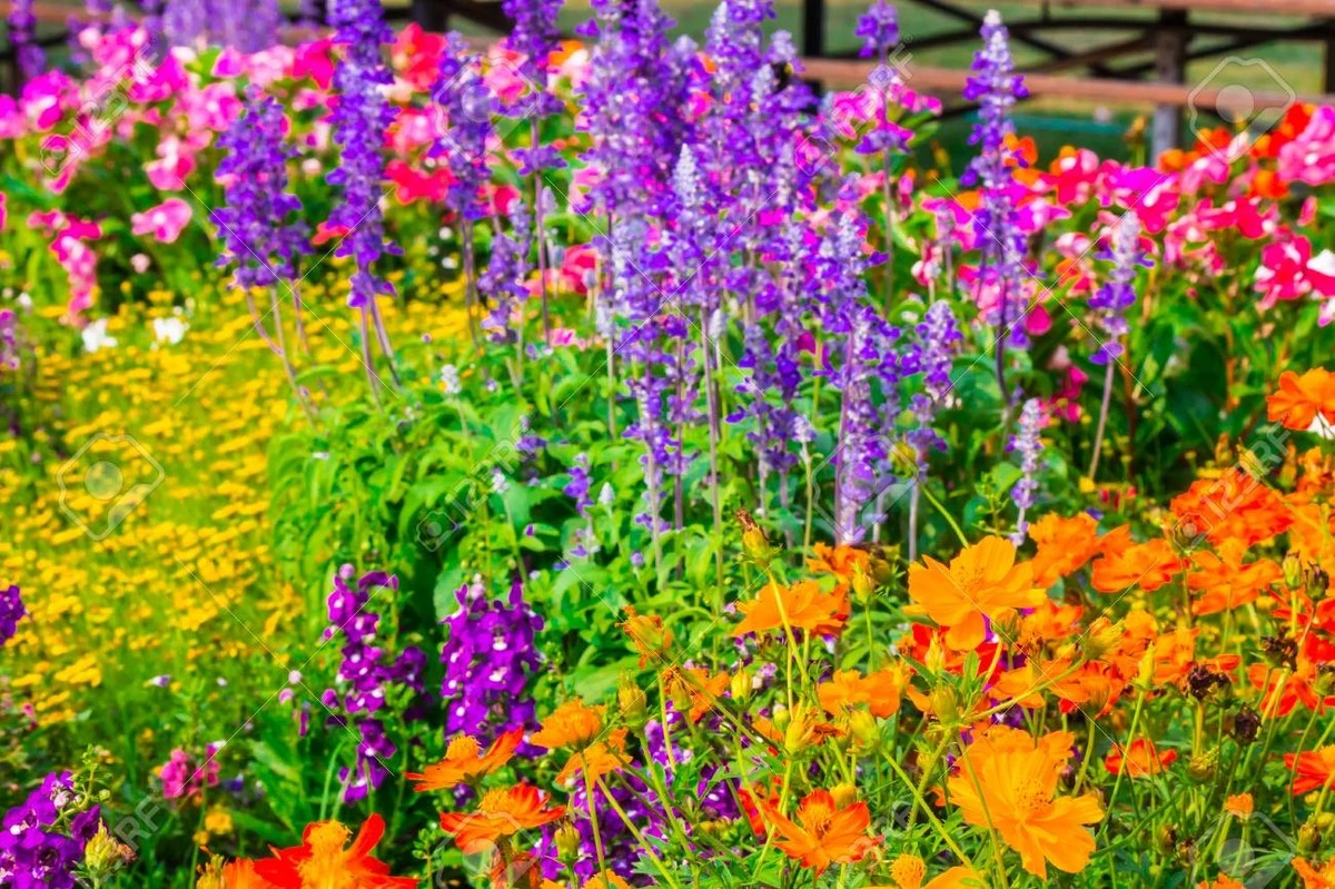 Pflanz-Trick für den Sommer: Diese 9 Blumen in dieser Reihenfolge und staunen Sie über das Ergebnis - image 1