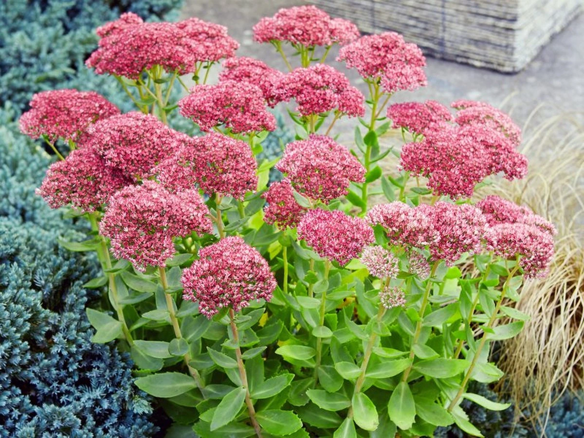 Pflanz-Trick für den Sommer: Diese 9 Blumen in dieser Reihenfolge und staunen Sie über das Ergebnis - image 2