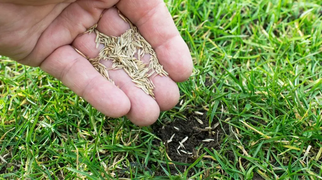 Rasen nachsäen im März: So gelingt dichter grüner Teppich wirklich