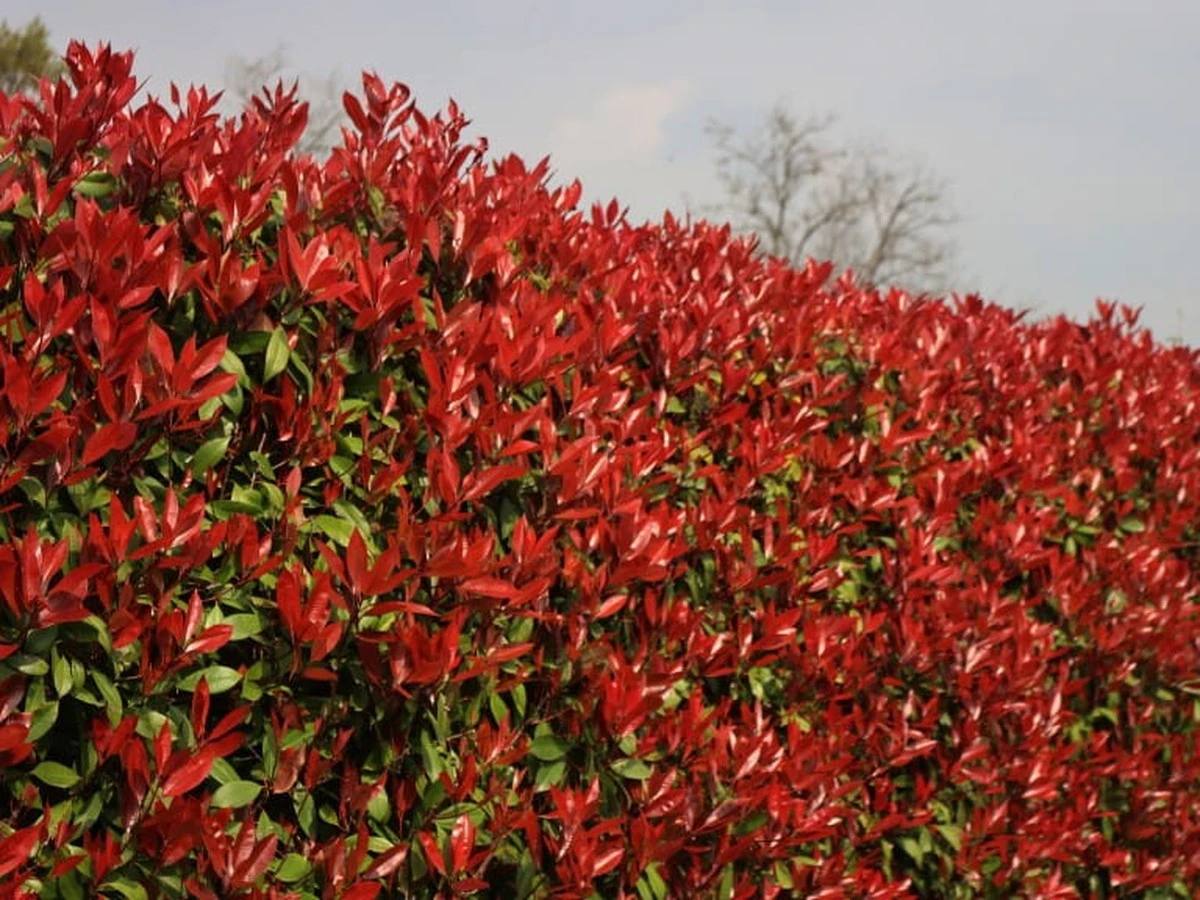 Schnell Sichtschutz im Garten: Diese Pflanzen wachsen blitzschnell und schenken Ihnen Ruhe - image 1
