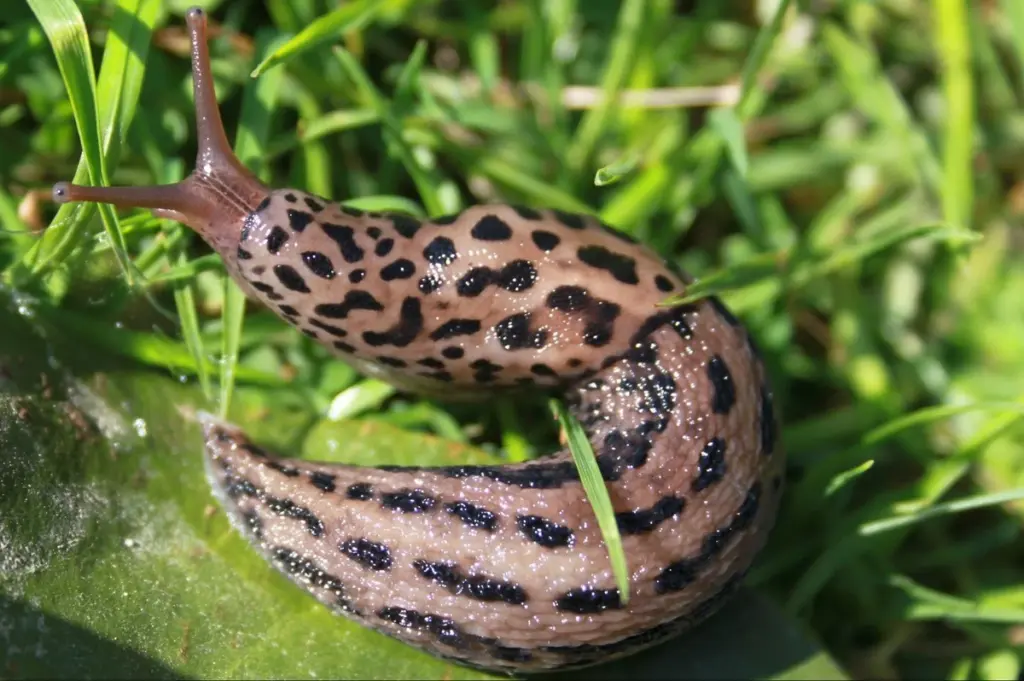 Tigerschnegel im Garten: Warum diese Schnecke Ihr größter Verbündeter gegen Schädlinge ist