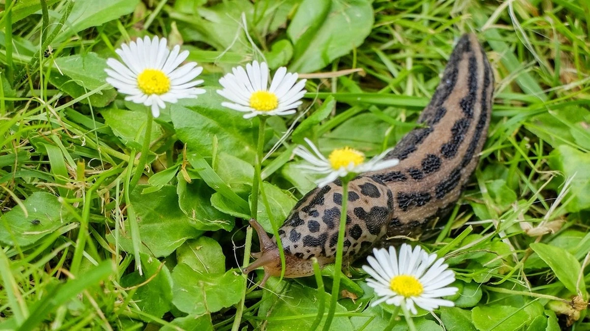 Tigerschnegel im Garten: Warum diese Schnecke Ihr größter Verbündeter gegen Schädlinge ist - image 1