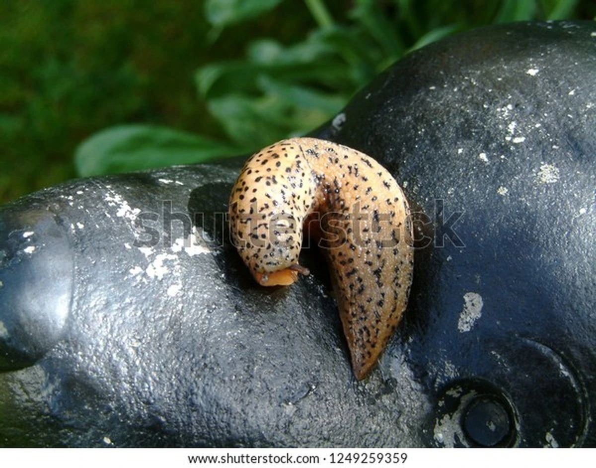 Tigerschnegel: Wer diese Schnecke im Garten entdeckt, hat den Jackpot - image 1