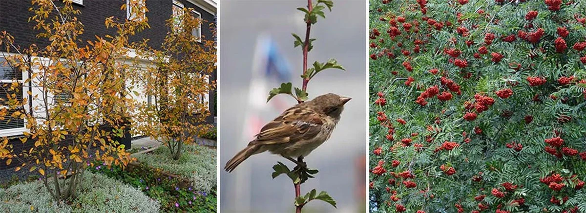 Vögel lieben ihn: Diese Pflanze zieht sie magisch an – und jetzt ist die beste Zeit, sie zu pflanzen - image 1