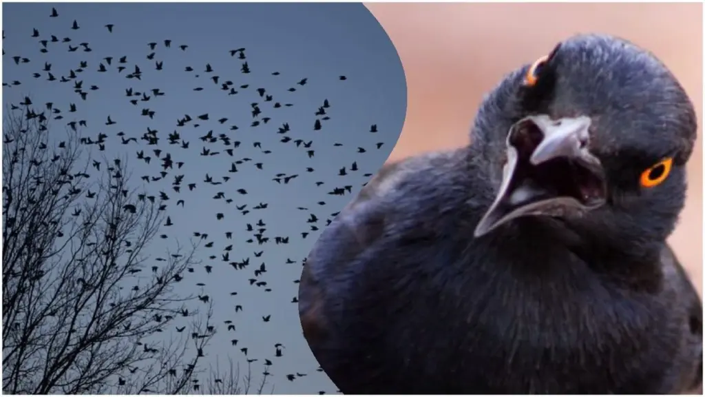 Warum 86-jährige Großmütter auf einen Schwarm schwarzer Vögel am Himmel achten: Eine alte Volksweisheit