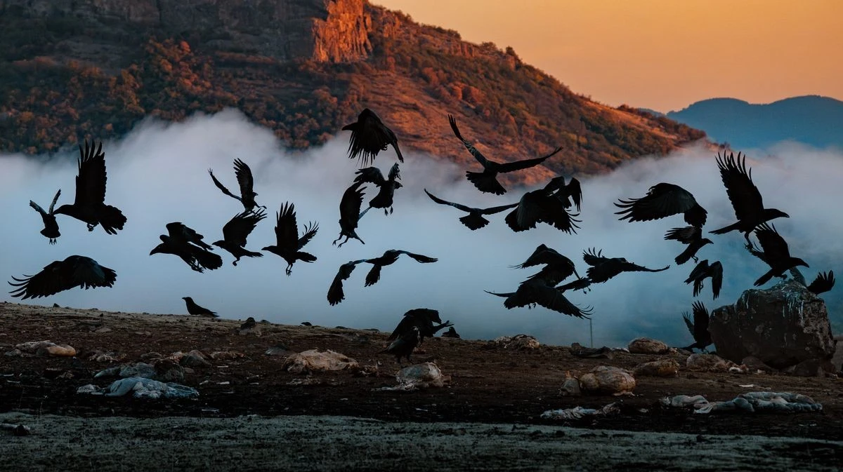 Warum 86-jährige Großmütter auf einen Schwarm schwarzer Vögel am Himmel achten: Eine alte Volksweisheit - image 2