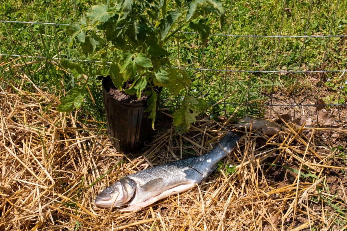 Warum alte Gärtner ihren Tomaten Fischköpfe geben: Ein vergessener Trick für reiche Ernte - image 1