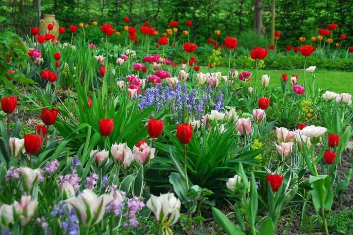 Warum das Umgraben des Gemüsegartens im Frühling riskant ist: Was die Alten wirklich wussten - image 1