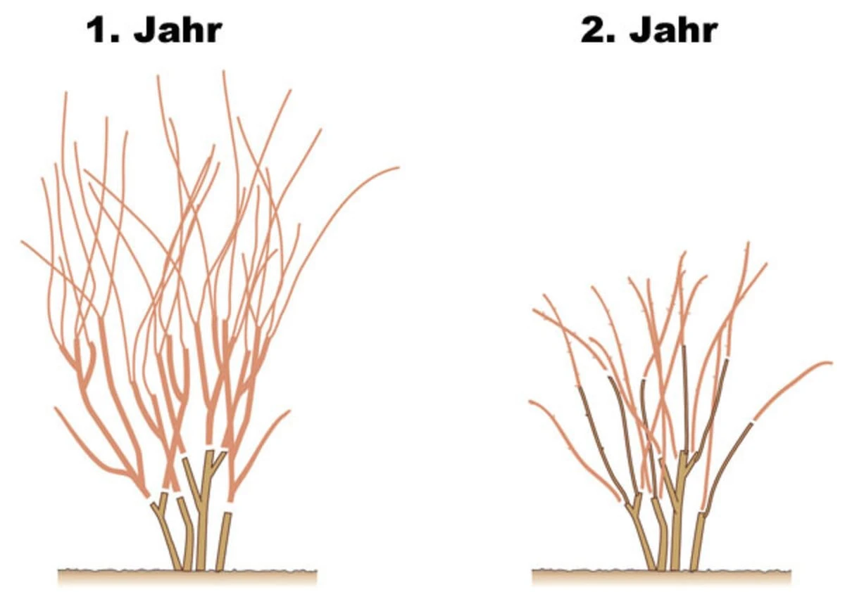 Warum diese 6 Sträucher ihren Schnitt im März lieben – und nicht warten wollen - image 1