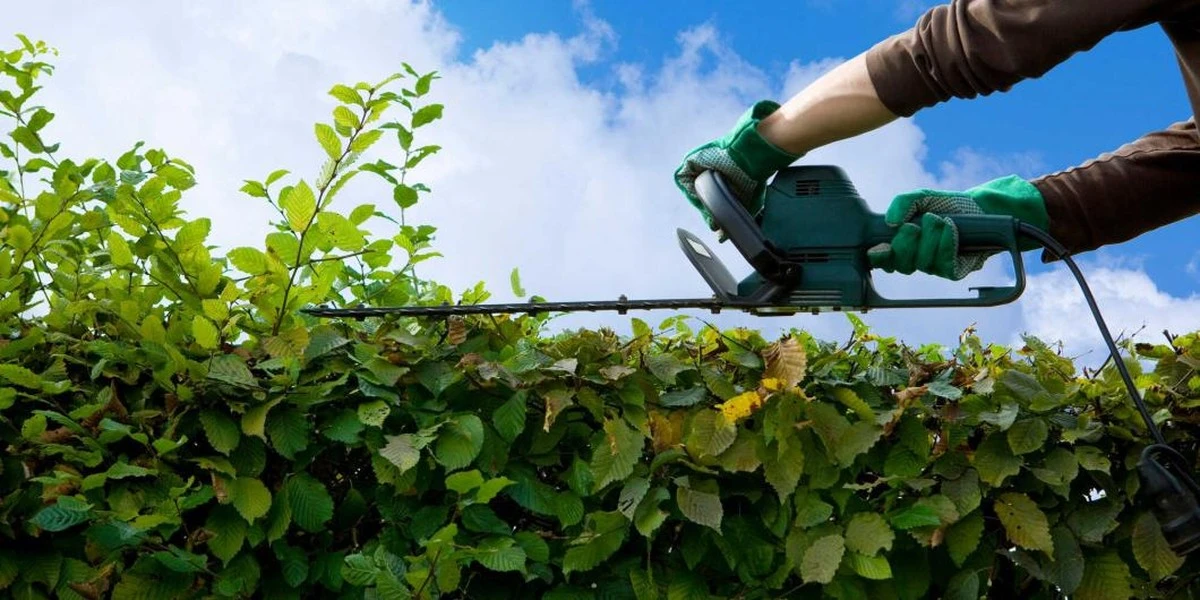 Warum diese 6 Sträucher ihren Schnitt im März lieben – und nicht warten wollen - image 2