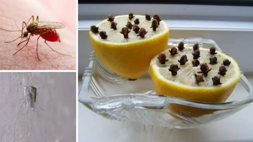 Warum diese einfache Methode Moskitos aus Ihrer Wohnung fernhält