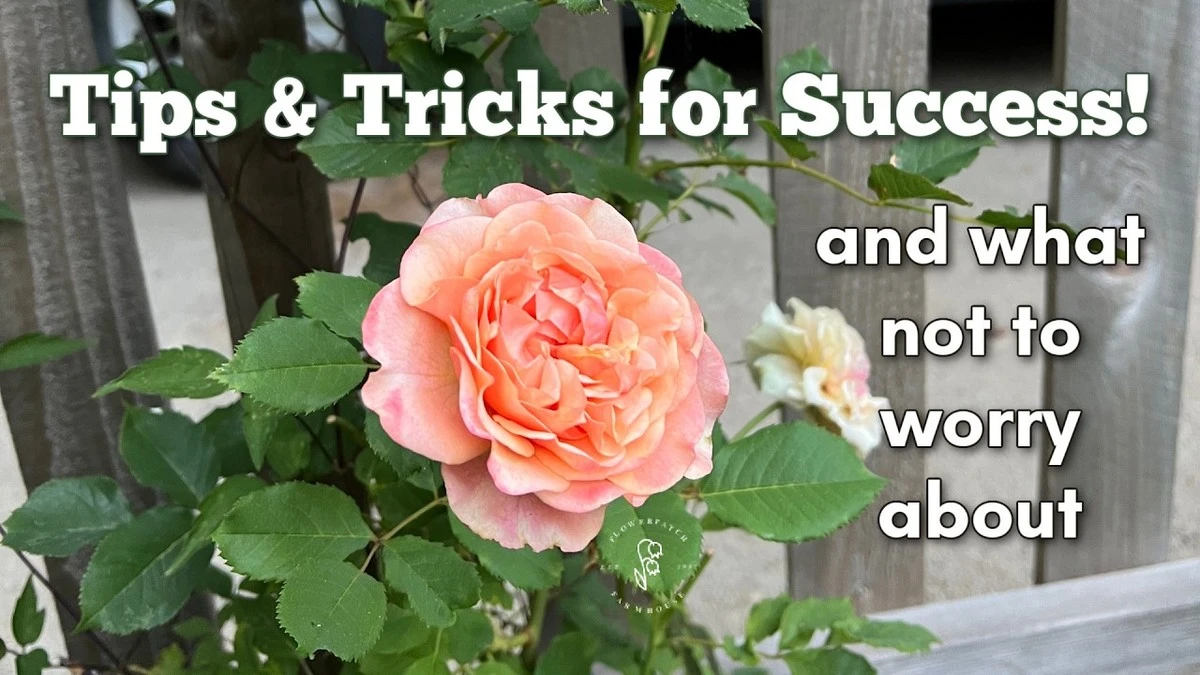 Warum dieser eine Zentimeter über Ihren Rosenblüten im Frühling entscheidet - image 2