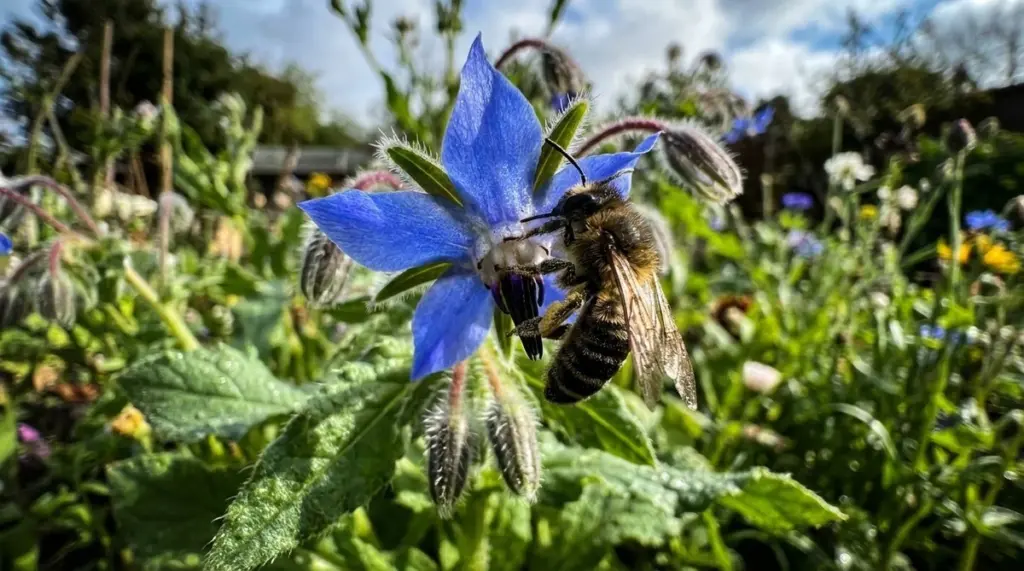Warum eine einzige Blaue Wunder-Samen Ihre Bienen zurückbringt