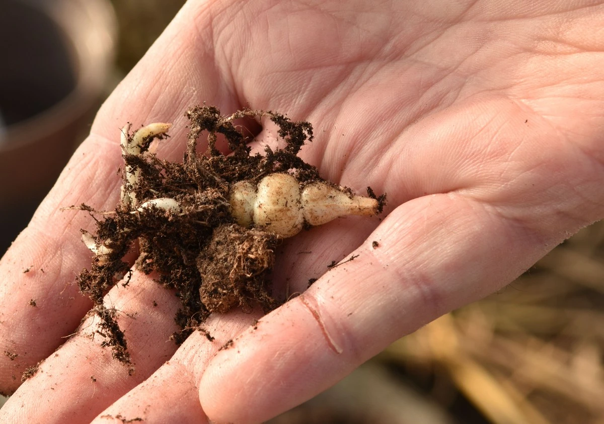 Warum erfahrene Gärtner den Crosne du Japon anstelle von Kartoffeln anpflanzen - image 1