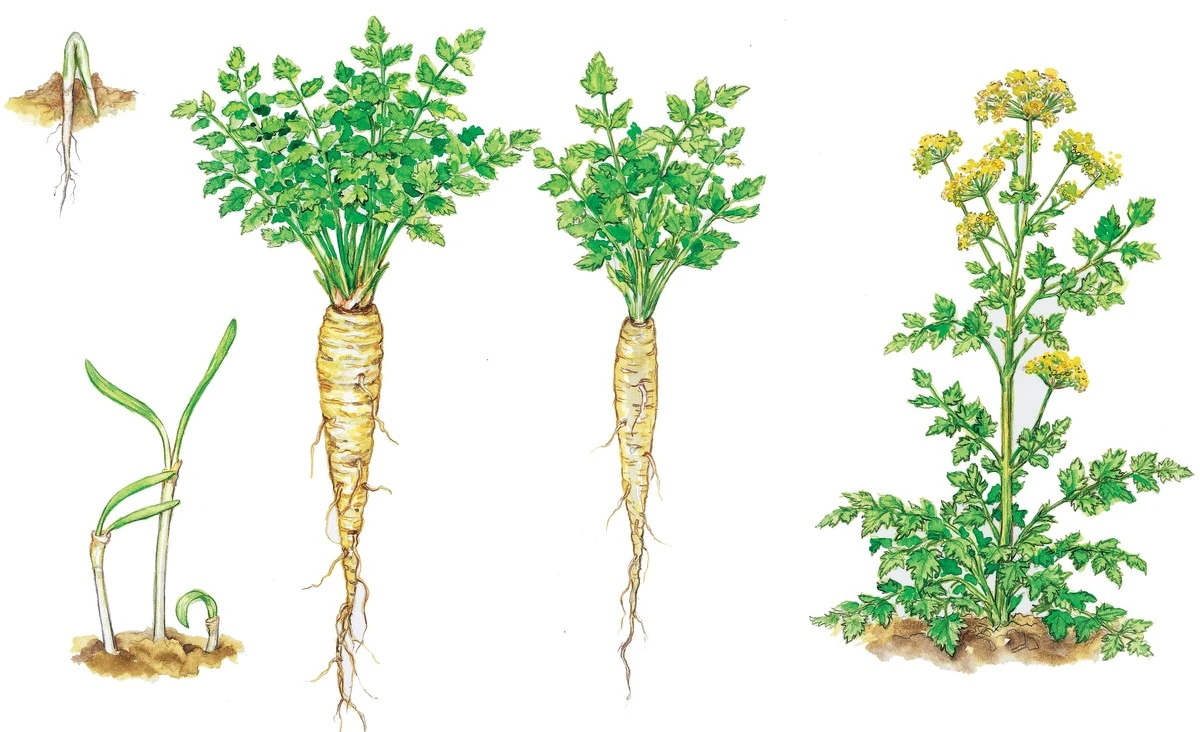 Warum erfahrene Gärtner nur eine von drei Pastinaken-Samen behalten - image 1