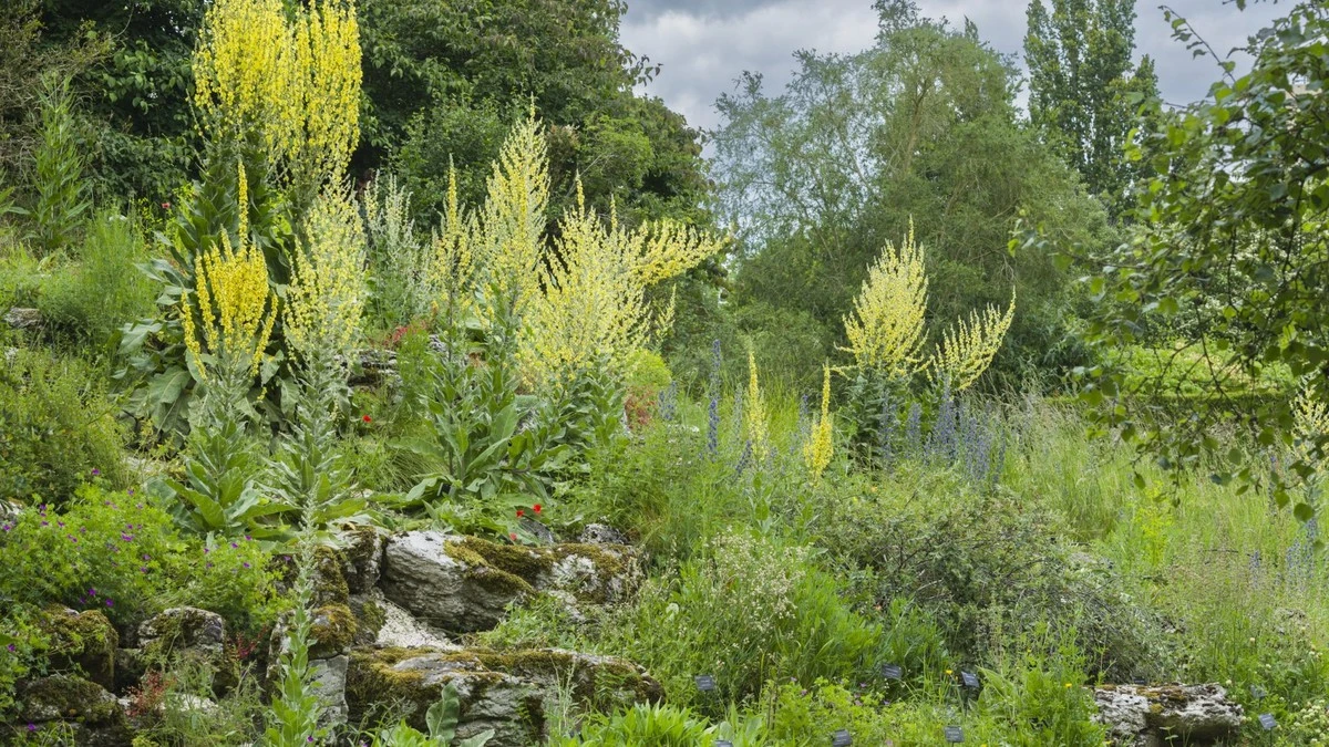 Warum erfahrene Gärtner diese 