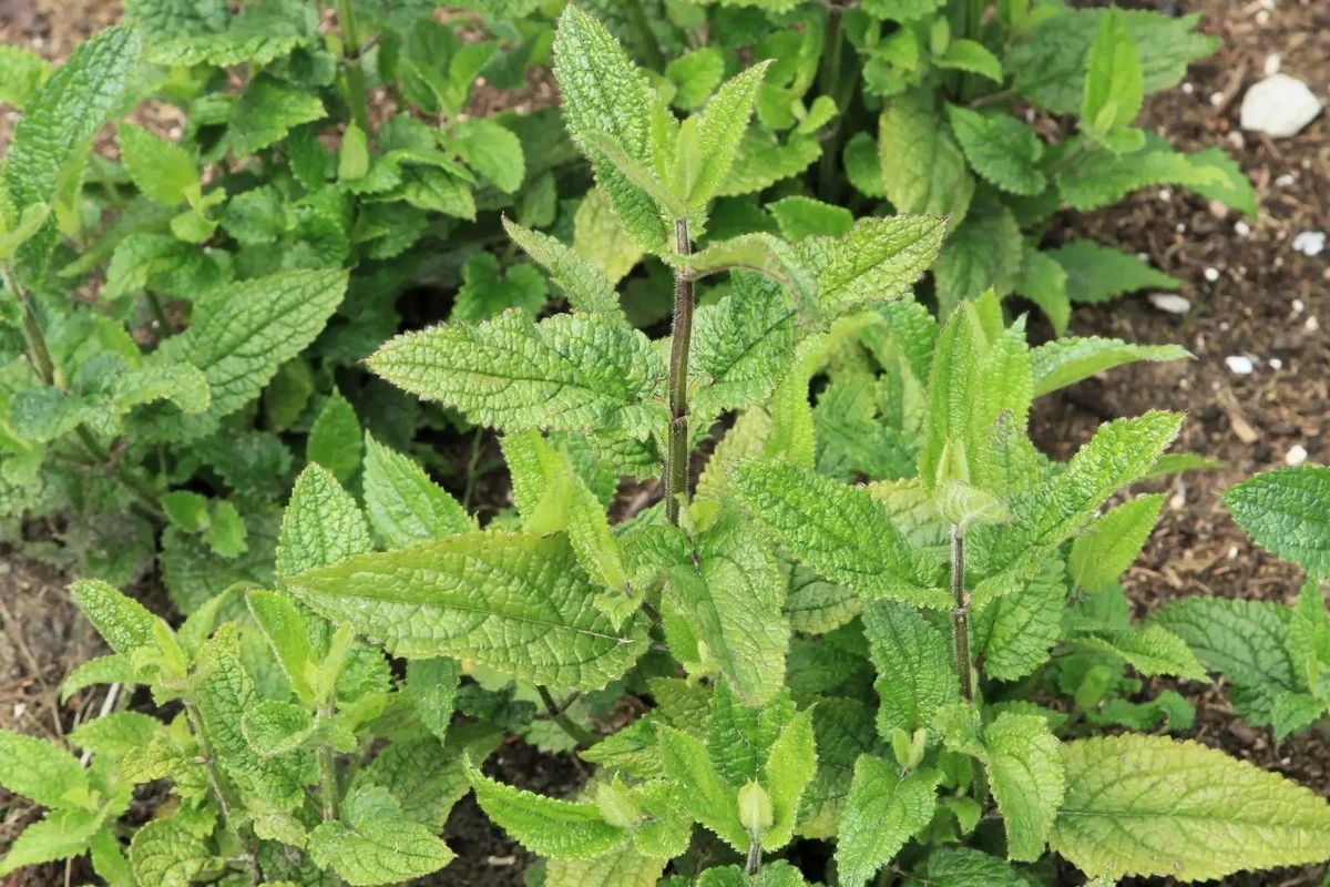 Warum erfahrene Gärtner den Crosne du Japon anstelle von Kartoffeln anpflanzen - image 2