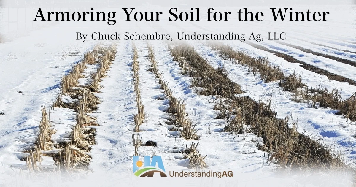 Warum erfahrene Gärtner im November heimlich weißen Senf säen - image 2