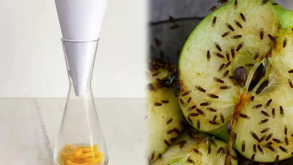 Warum erfahrene Hausfrauen im Frühling auf diese einfache Zeitungspatrone schwören