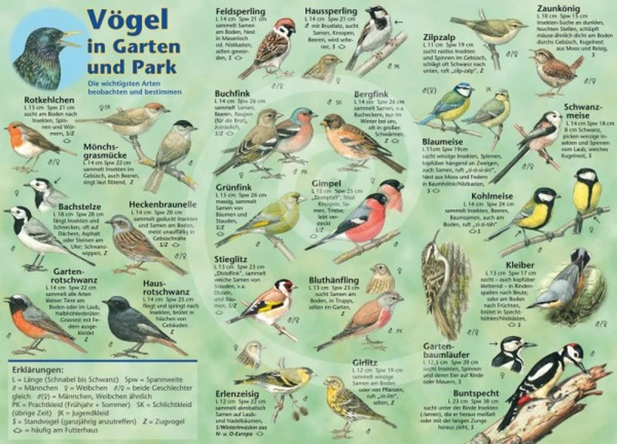 Warum ich aufgehört habe, Vögel im Frühling zu füttern – und wie sie davon profitieren - image 2