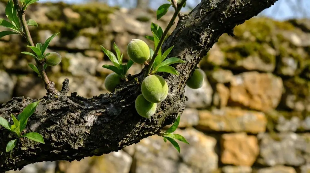 Warum Ihre Pfirsiche und Aprikosen wochenlang wie Murmeln bleiben – und was Sie dagegen tun können