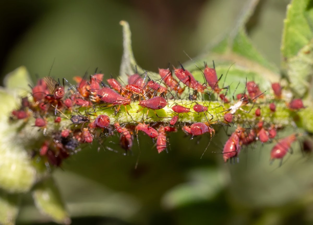 Warum Ihre Rosen jedes Jahr unter Blattläusen leiden: Eine 30-Sekunden-Routine kann alles ändern - image 2