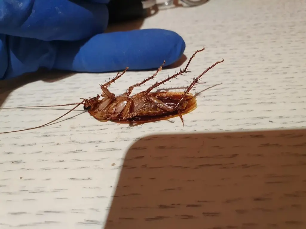 Warum Ihre selbstgemachten Barkeeper gegen Schädlinge versagen und was wirklich hilft