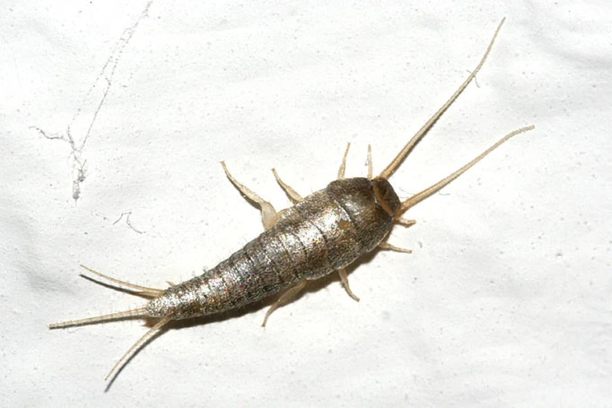 Warum Ihre selbstgemachten Barkeeper gegen Schädlinge versagen und was wirklich hilft - image 1