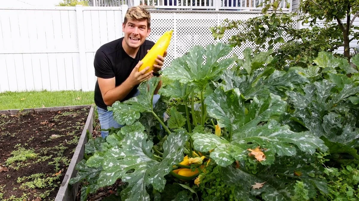 Warum Ihre Zucchini im Frühling scheitern: Der heimliche Grund für mickrige Ernten - image 1