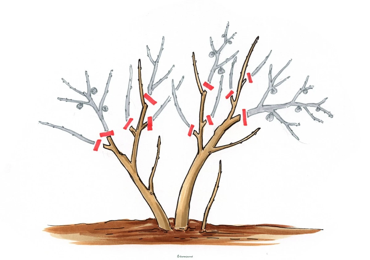 Warum Ihr Feigenbaum diesen Frühling ausgelaugt wird: Die geniale Methode, nur die Ernte-tauglichen Äste auszuwählen - image 1