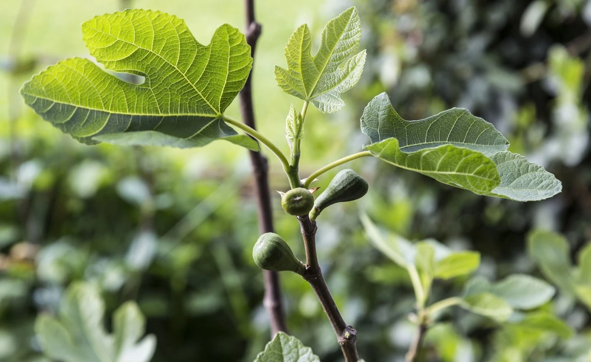 Warum Ihr Feigenbaum diesen Frühling ausgelaugt wird: Die geniale Methode, nur die Ernte-tauglichen Äste auszuwählen - image 2