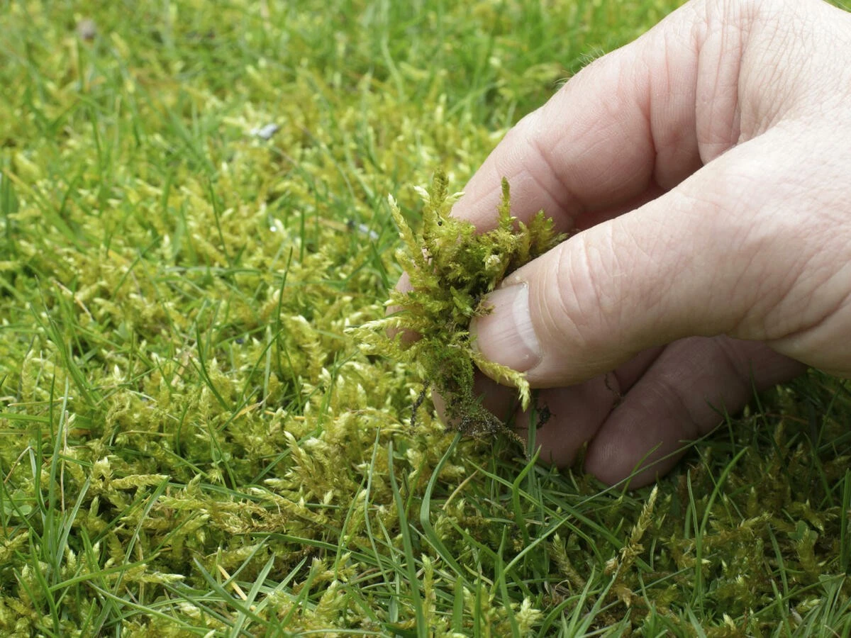 Warum Ihr Rasen nach dem Winter einem dicken Moos-Teppich gleicht – und wie Landschaftsgärtner ihn zum Verschwinden bringen - image 2