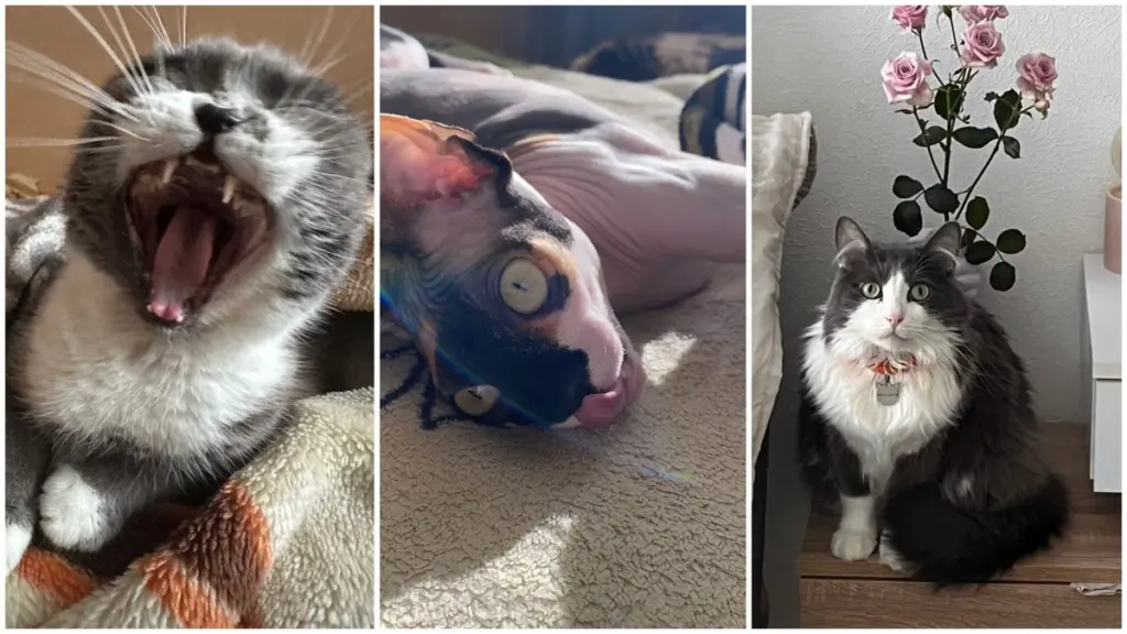 Warum Katzenbesitzer oft 5 Jahre länger leben – und welche Foto der Tierärzte zum Lachen bringt