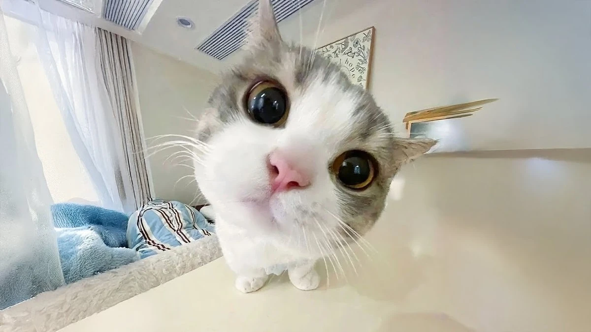 Warum Katzenbesitzer oft 5 Jahre länger leben – und welche Foto der Tierärzte zum Lachen bringt - image 1