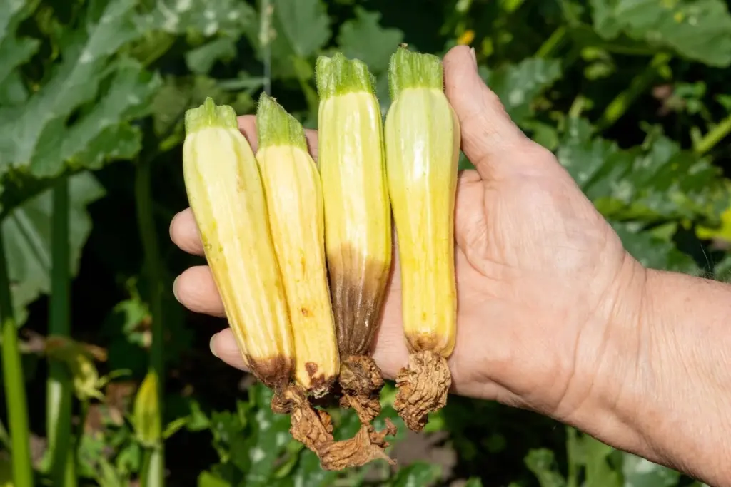 Warum meine Zucchini-Babys gelb wurden und fielen: Ein Gärtner enthüllt das einfache Geheimnis