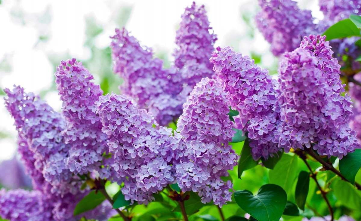 Warum mein Opa nie Kartoffeln im März pflanzte, bevor er DAS an seinem Flieder sah - image 2