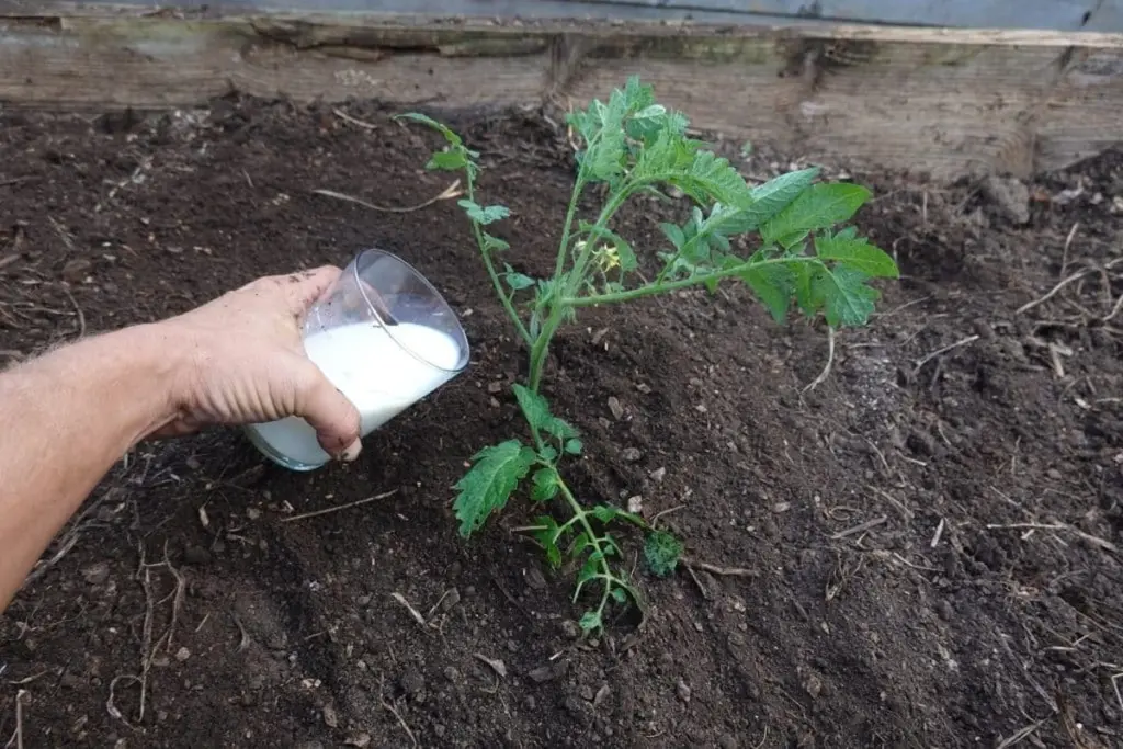 Warum Omas Geheimnis Ihre Tomaten vor Schädlingen rettet