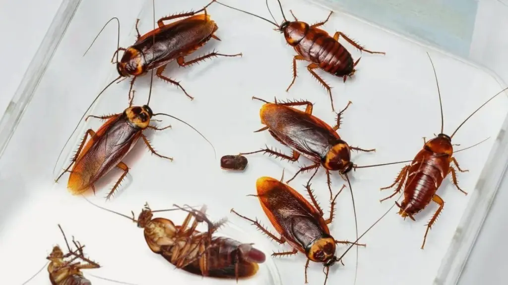 Warum Sie Bananenschalen statt teure Köder für Schaben verwenden sollten