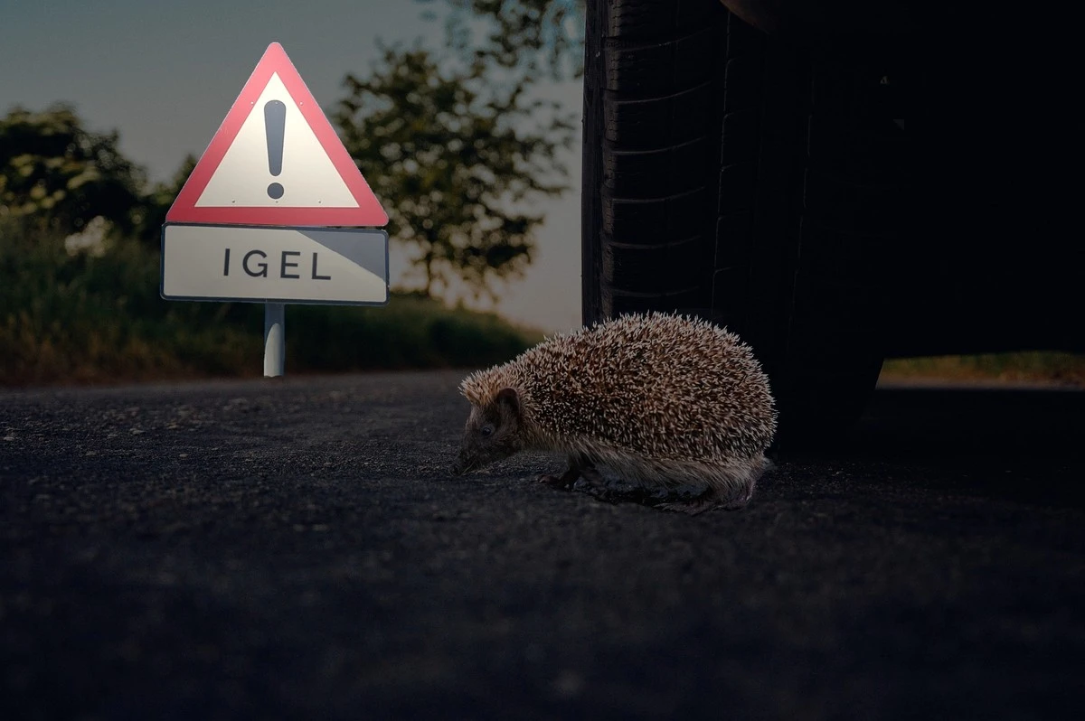 Warum Sie Ihre Gartenarbeit ändern müssen: Das versteckte Gift für Igel - image 2