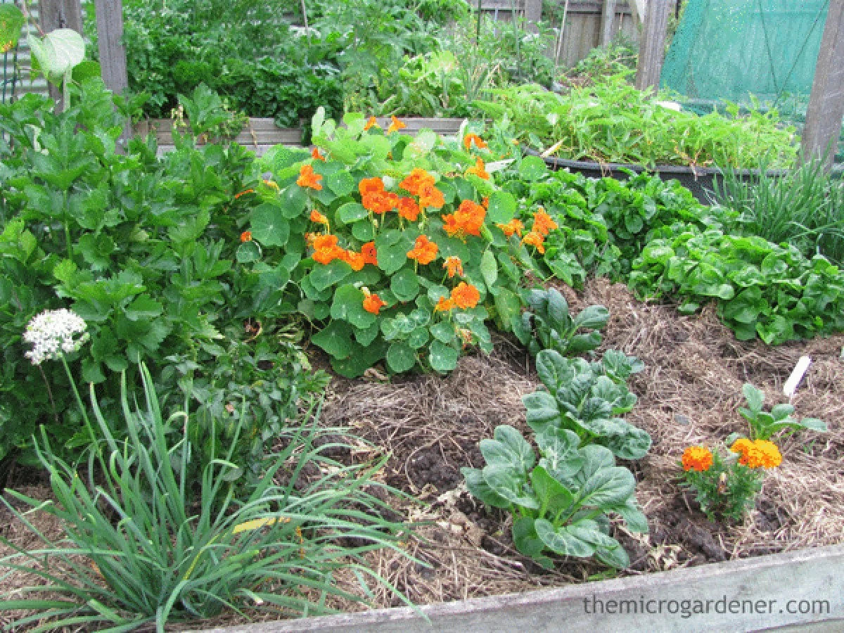 Забудьте о сложных клумбах: эти неубиваемые семена, посеянные в марте, превратят сад в цветущий рай до заморозков | Журнал для старшего поколения - image 2